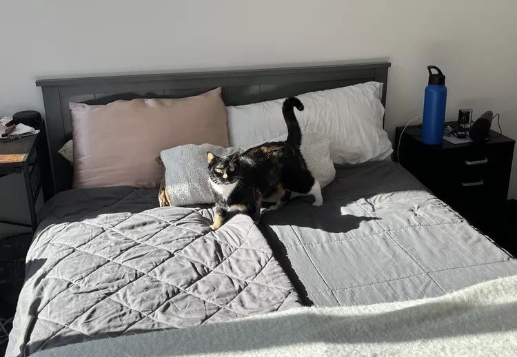 ������������� ����� ���: ������� ��� ���������� ��������?