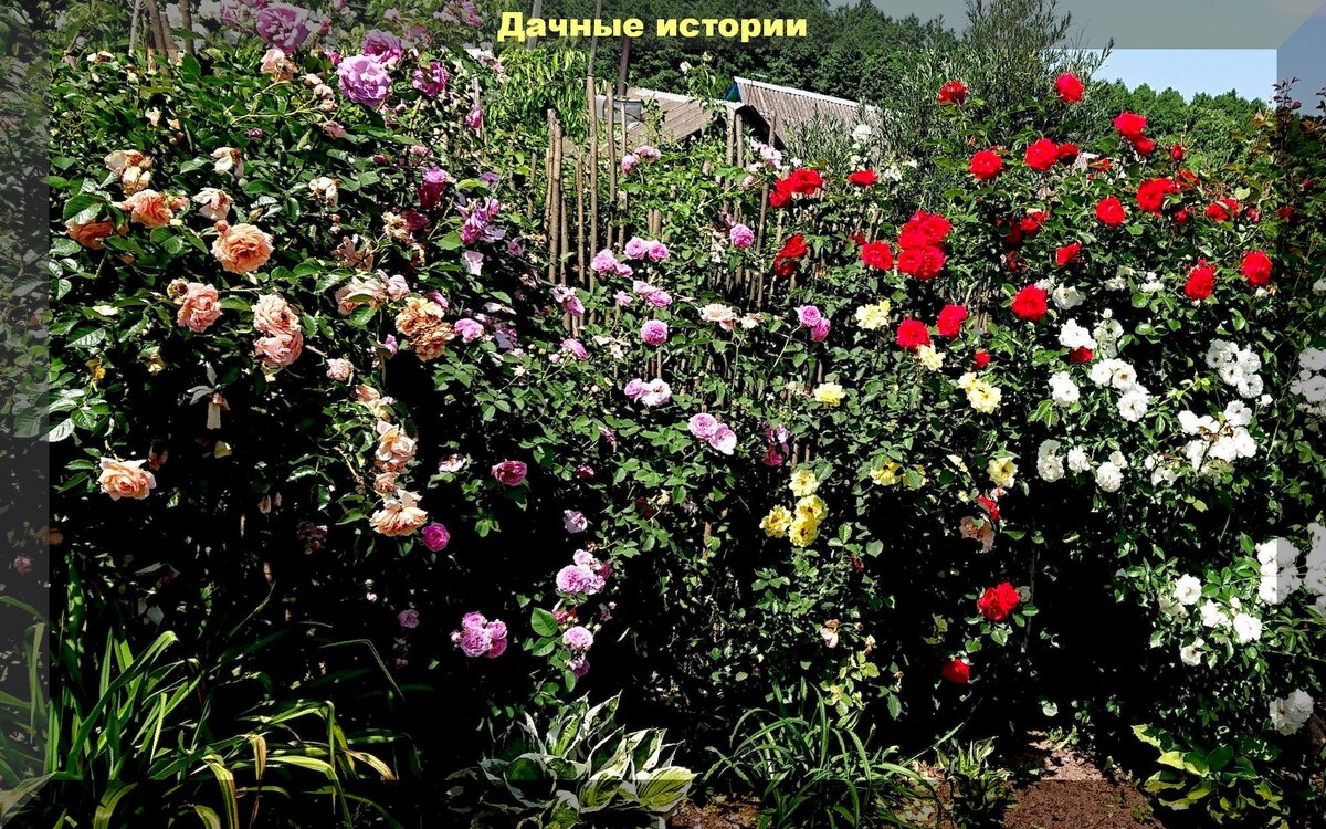 Уход за розами в мае: простые шаги к великолепному цветению