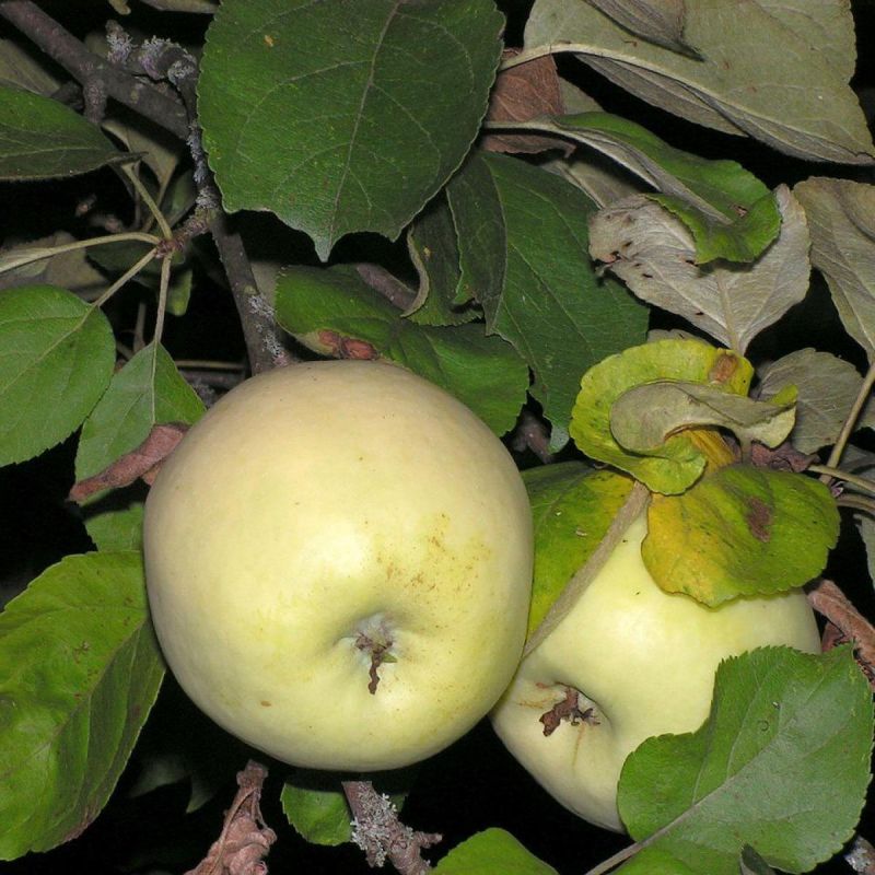 ��������� ������� ��� ������ ������: ��� ����� � � ������������ ���������