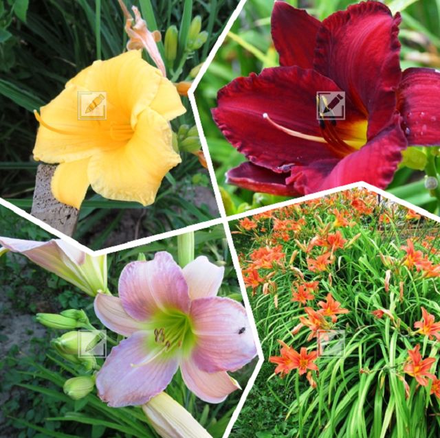 ������� �������� ����� �� �����������: ��� ���������� �������� � ��������� ������