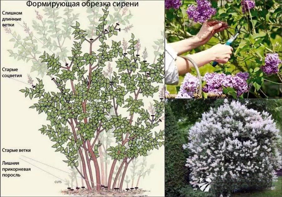 ������� ������ ������: ������ � �������� ������������ ��� ���������� ��������