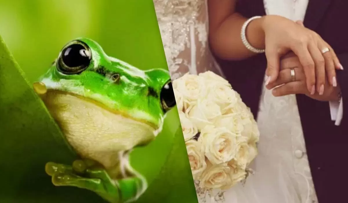 Естественный отбор в действии: как лягушки обманывают ухажеров