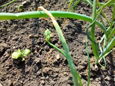 ������� ����: ��� ������������ �������� ������ � ������