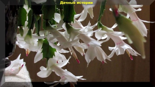 Декабрист: секреты ухода, цветения и размножения цветка