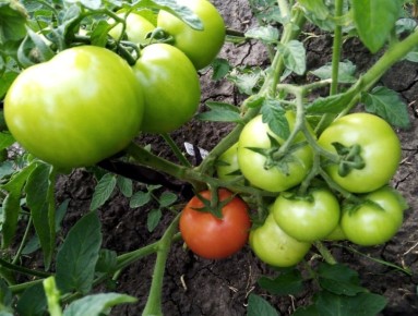 ���� �� �������� � ����: ������� ��������� ������������ � �����