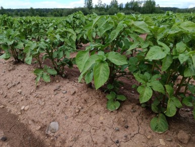 ���� ������������ ��������, ������� ������ �������� ������������� ��������