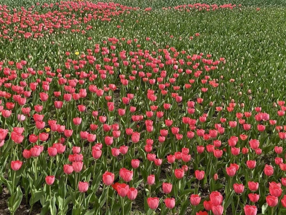 �������� � ������ ��������� ������ �������� � �������-������� ������