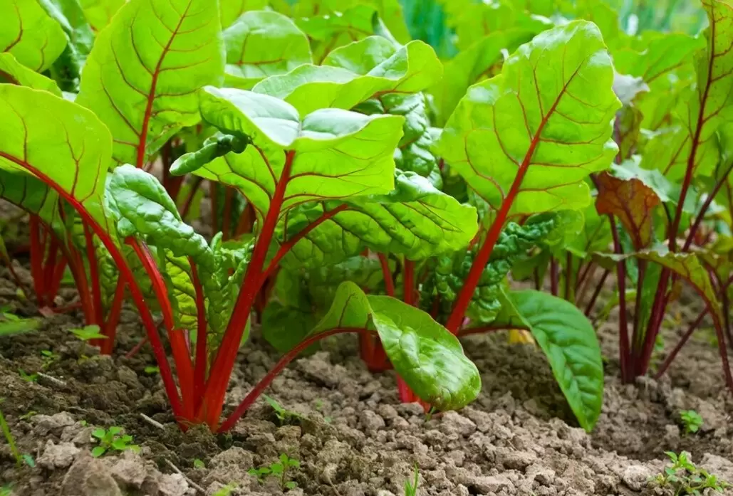 Выращивание свеклы рассадой: секреты успешного урожая