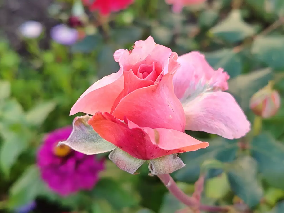 Как найти баланс между кулинарией и личной жизнью: История Светланы