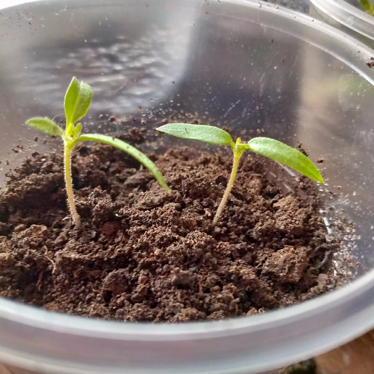 Почему стаканы с рассадой оказались удобнее кассетных форм и что в этом важно