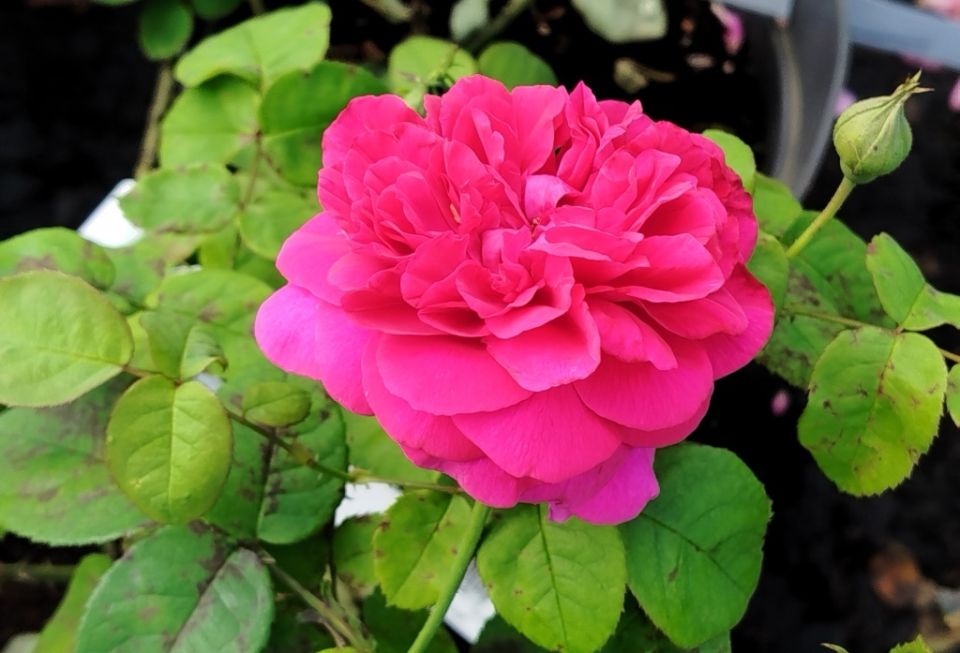 ���������� ���� ������ ������: ��������� ����� ��� ���������� ���������