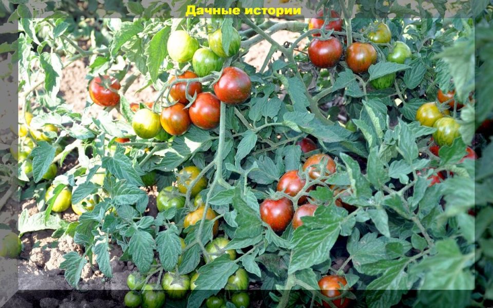 ��������� ����� �� ��������