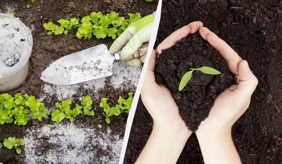 Разница между биогумусом, вермикомпостом и гуматами: как выбрать правильно