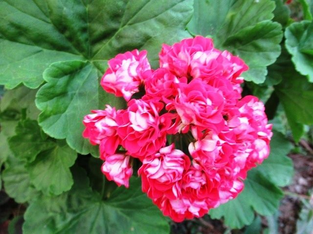 ������� ���� �� �����������: ������� ������