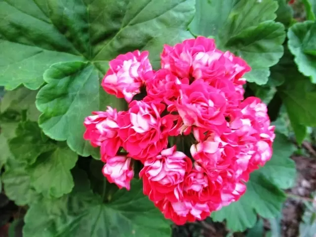 Осенний уход за пеларгонией: секреты успеха