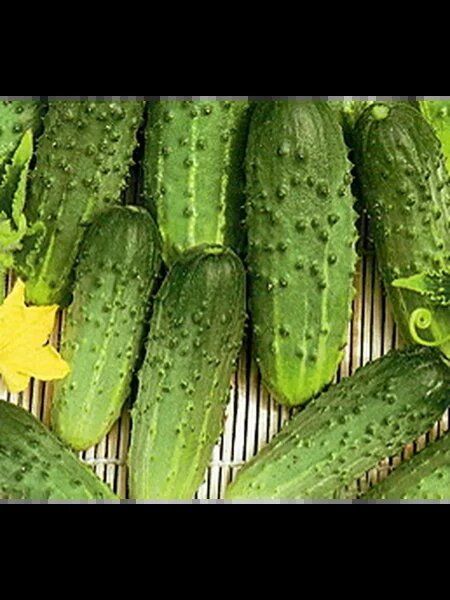 ������ ��������� ���������: ��������� ����� ��� ������ �������