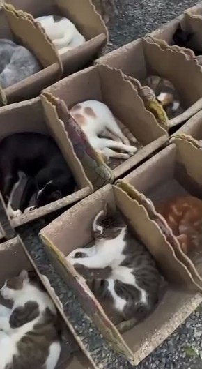 Все уже спят, и нам пора. До завтра! Хороших снов