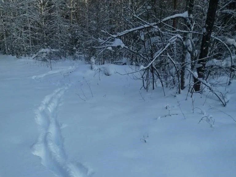 В Нижегородской области увеличились популяции лося и косули В Нижегородской области увеличились популяции лося и косули