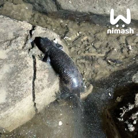 ��������� ���������� �������� ������ ���� �� ����