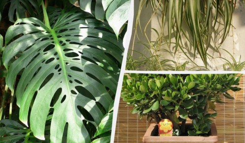 ����������� ��������� ��������: �������� ������ �������� ��� ������ ����