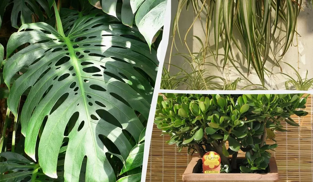 Долговечные комнатные растения: выберите лучших питомцев для вашего дома