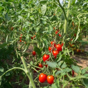 Томаты-черри: исследование самых урожайных сортов глазами садоводов