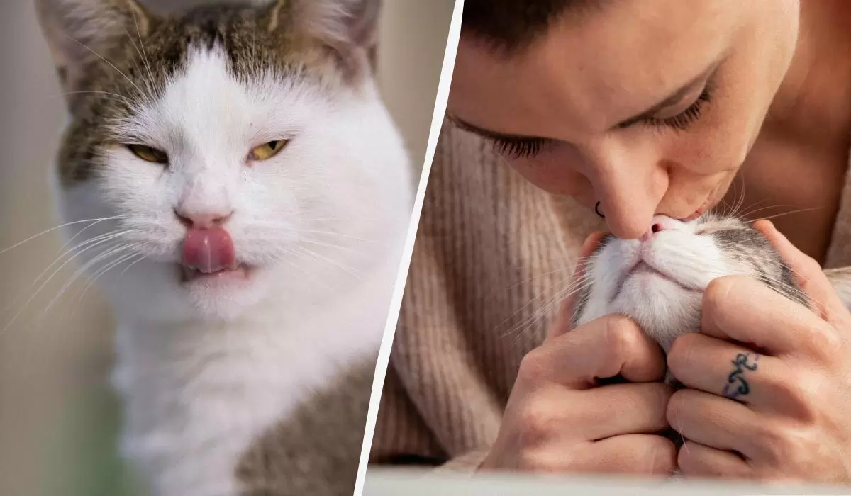 Почему ваши кошки лижут вас: секреты кошачьего поведения