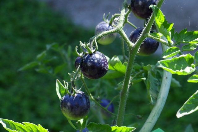 ���������� ��� ����� ����� ������� ��� ������ �������