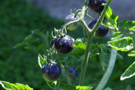 ���������� ��� ����� ����� ������� ��� ������ �������