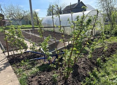 ��� ������� ����� ����� ����������� ��� ������: ������� ��������� ���������