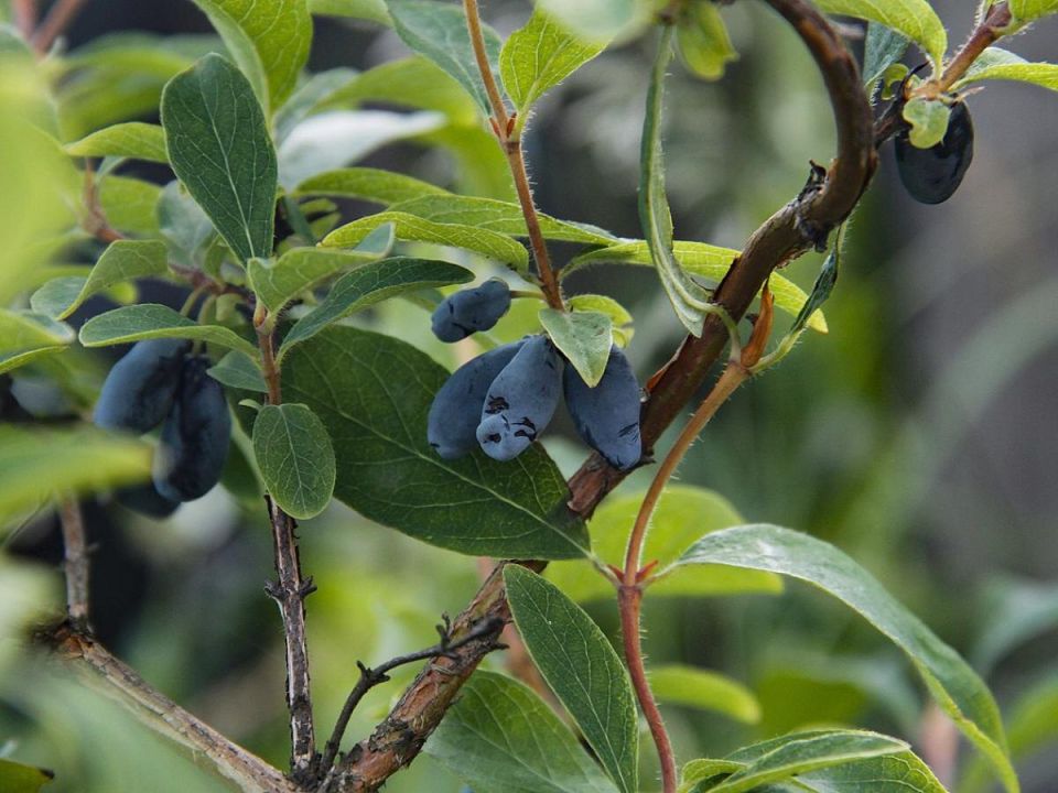 ����������� ���� �������: 5 ����������� �������� ��� ����������� ������