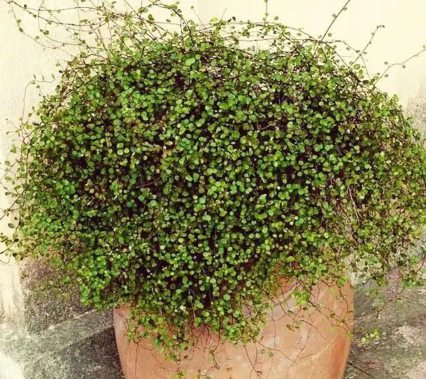 ����������: ������� ������ ��� ������ ����