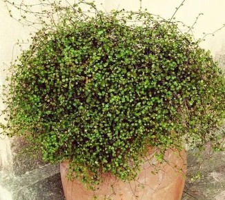 ����������: ������� ������ ��� ������ ����