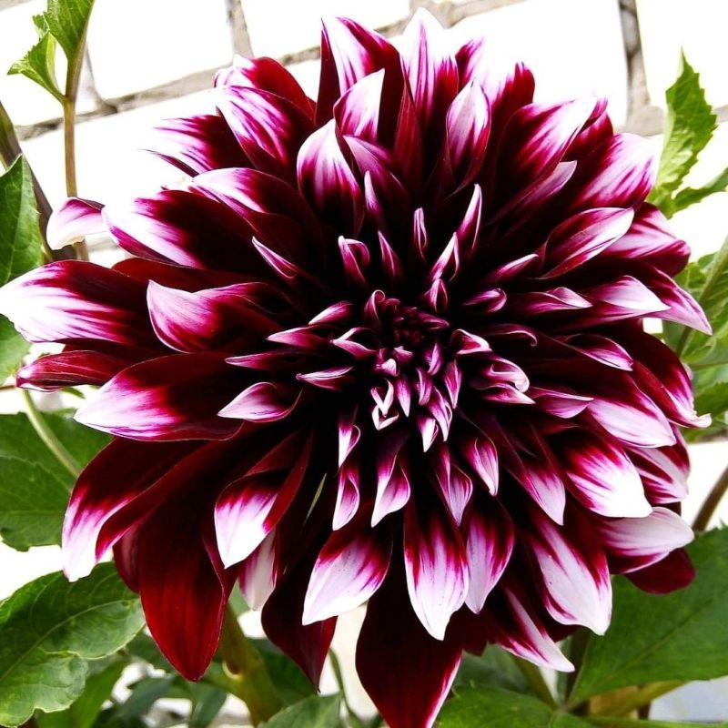 ������ �������� �������: �������, ������� ����� ������� ��������