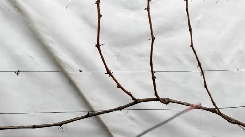 ��� ��������� �������� �� ����: ����������� ������ �������