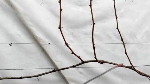 ��� ��������� �������� �� ����: ����������� ������ �������