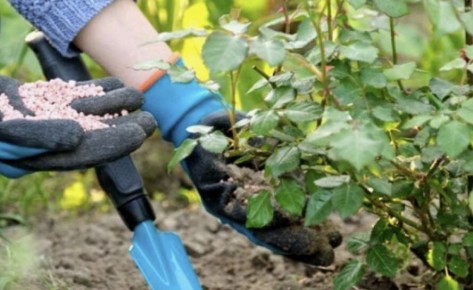 Уход за розами в конце мая: секреты подкормки и защиты от болезней