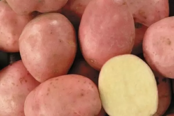 Картофель Кумач: секреты великолепного урожая и исключительного вкуса