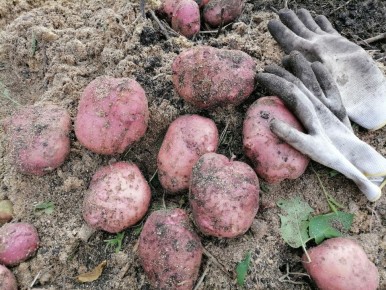 ������� ��� �����������: ��� ����� � garden-���� 2025 ����?