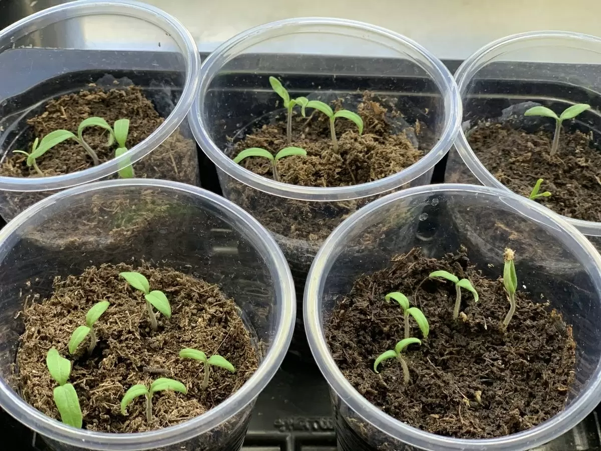 Когда можно и нельзя сеять: лунный календарь для марта 2026