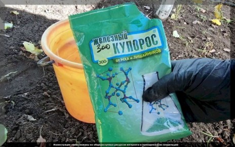 Эффективная дезинфекция сада с помощью железного купороса