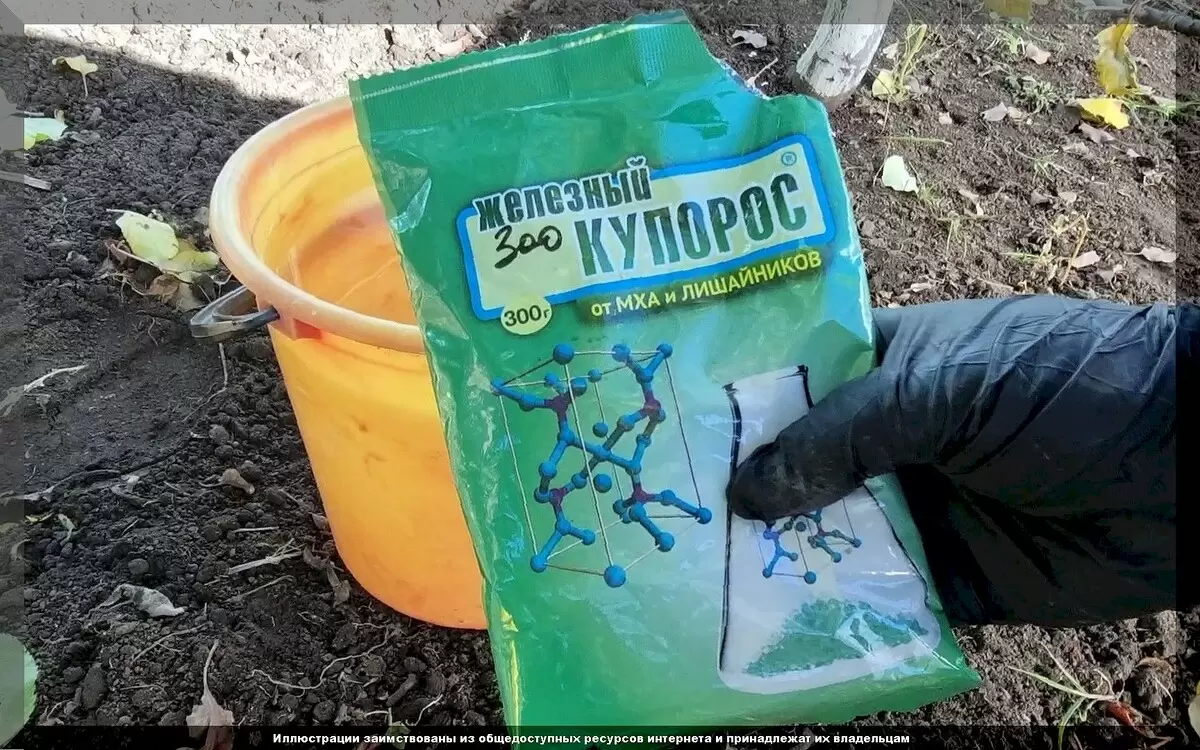 Эффективная дезинфекция сада с помощью железного купороса