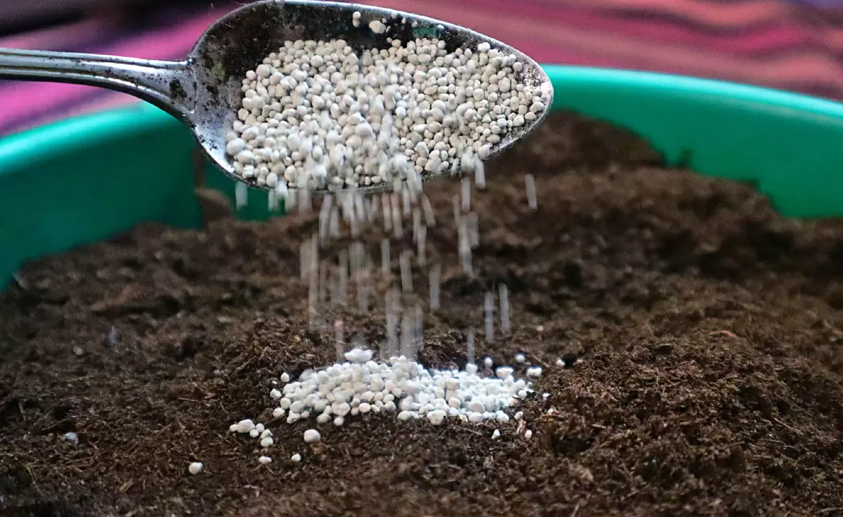 Три важных совета для успешного роста рассады в этом сезоне