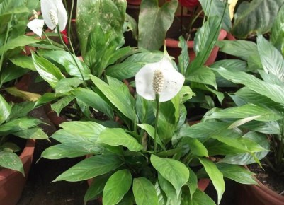 ��� ������� ����������� ������� ������ ����: ������� ����� ��� ������� ��������