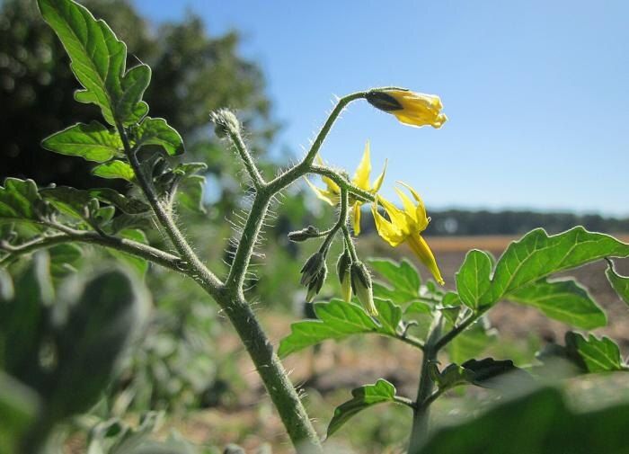 ��� ��������� ���������� ������� � ���������: ������� ������� � ������