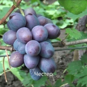 Честер: идеальный виноград для гурманов и садоводов