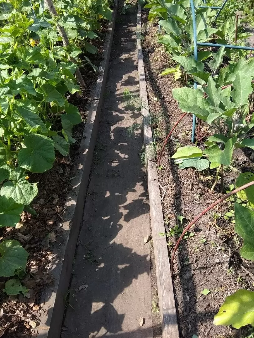 Как вырастить идеальные огурцы: секреты рыхлой и теплой почвы