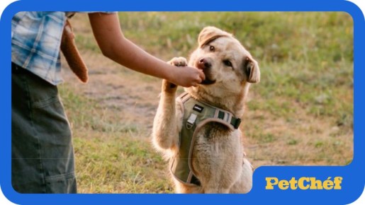 ����� ���� ��� �����: �����, ������ � �������� ������������