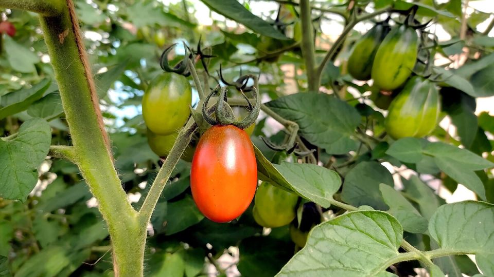 ������� ��������� �������: 9 ������, ������� ��������� ��� ������ �������