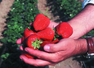 ������� ��������� ����������� ��������